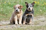 BOUVIER AUSTRALIEN 180